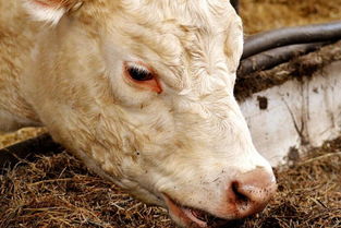 河间市畜禽养殖废弃物资源化利用工作方案