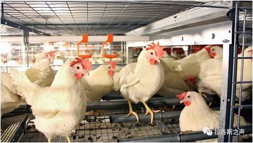 全球多地畜禽养殖业调整，粮食安全与产业链转型挑战并存