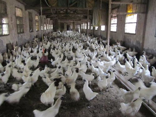 中央一号文件引爆三农圈 外媒关注蜜蜂对有机农业重要性，助力农产品销售升级