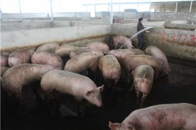 广西定点屠宰场 上等鲜肉供应与休闲垂钓体验