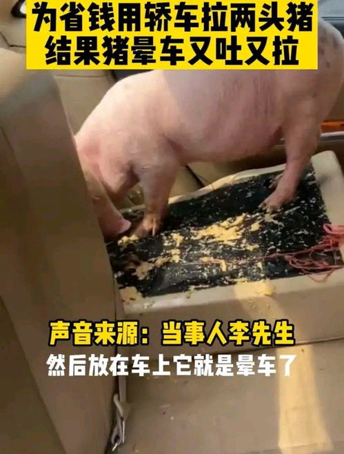 广东男子用轿车运猪引闹剧 八十元洗车费难消晕车苦，垂钓闲谈成趣闻