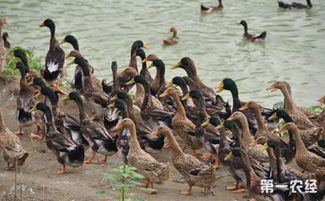 新疆于田麻鸭 特色畜禽资源新成员，点亮水产养殖新图景