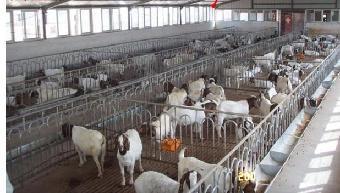 山东泰安 规模化养殖赋能，山羊产业焕发新活力