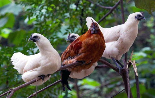 探秘洪江雪峰乌骨鸡 山林间的“黑宝石”与特色养殖新路径