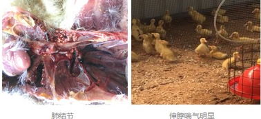 畜禽养殖户注意防范这种毒素，您的养殖就成功了一半