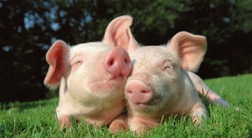 出口畜禽原料养殖场及水产养殖场备案办事指南